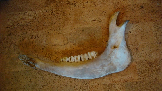 Cow Jaw Bone and Teeth by OutofDoors on Etsy