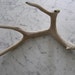 natural aged weathered white deer shed antler