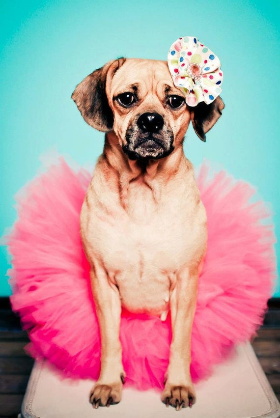 Items similar to Dog Tutu Puppy Tutu Pet Photography Prop on Etsy