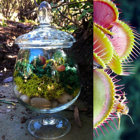 Buy1 get 1 FREE Carnivorous plant upcycled glass apothecary