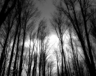 Dark Mysterious Forest Dark Wood Spooky Forest Dark and