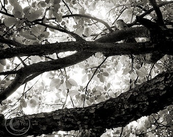 Apple Tree Print, 11" X 14" Tree Print, Beneath the Wolf River Apple Tree, Old Bark, Neutral Color Palette