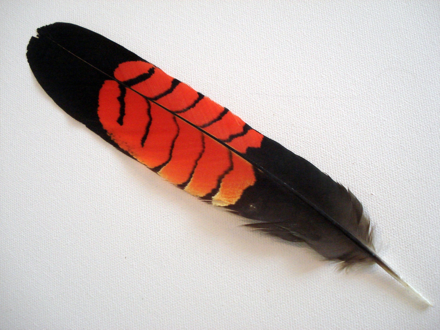Female Black Cockatoo Single Feather Teepee Tribe Jewellery