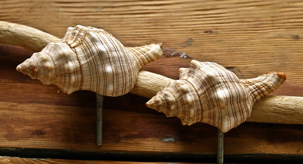 Pair of Natural Sea Shell Knobs Sea Shell Knobs Sea