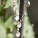 indian moonstone silver necklace