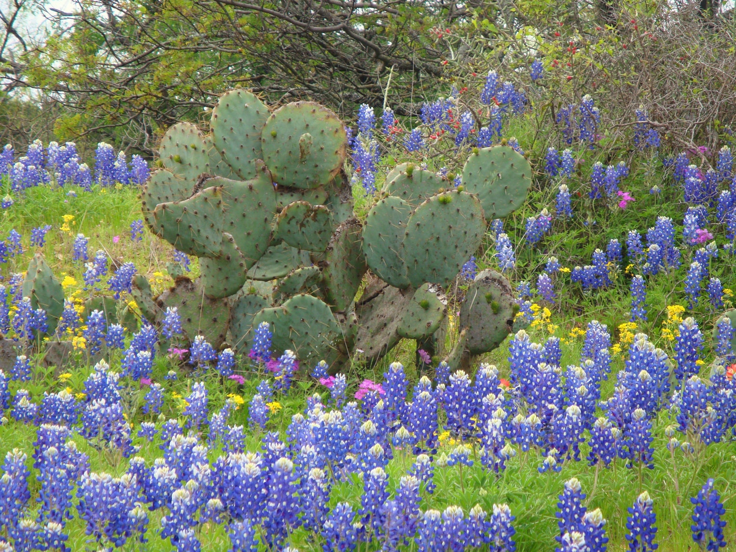 Texas Hill Country Wildflowers Original