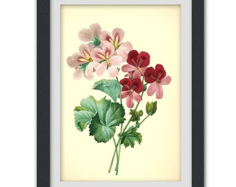 Items similar to Botanical Print, 111, vintage flower illustration. on Etsy