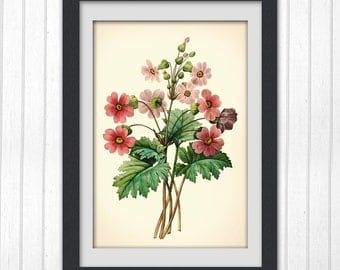 Digital Botanical Art Print 127, produced from a vintage book plate, 8x11 wall art.