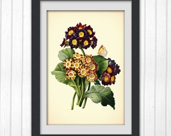 Botanical digital print 181, produced from a vintage book plate, 8x11 wall art.