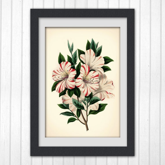 Items similar to Vintage Botanical print 81, a classic flower