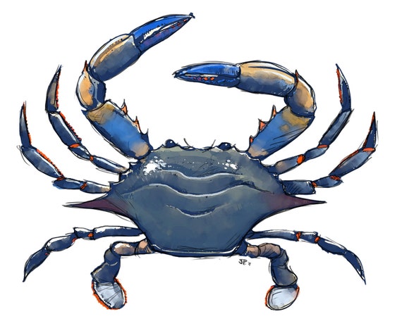 Items similar to Blue Crab Sketch on Etsy