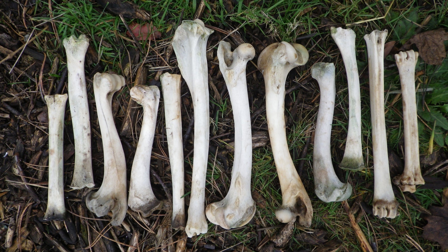 12 Deer Leg Bones Found and Cleaned