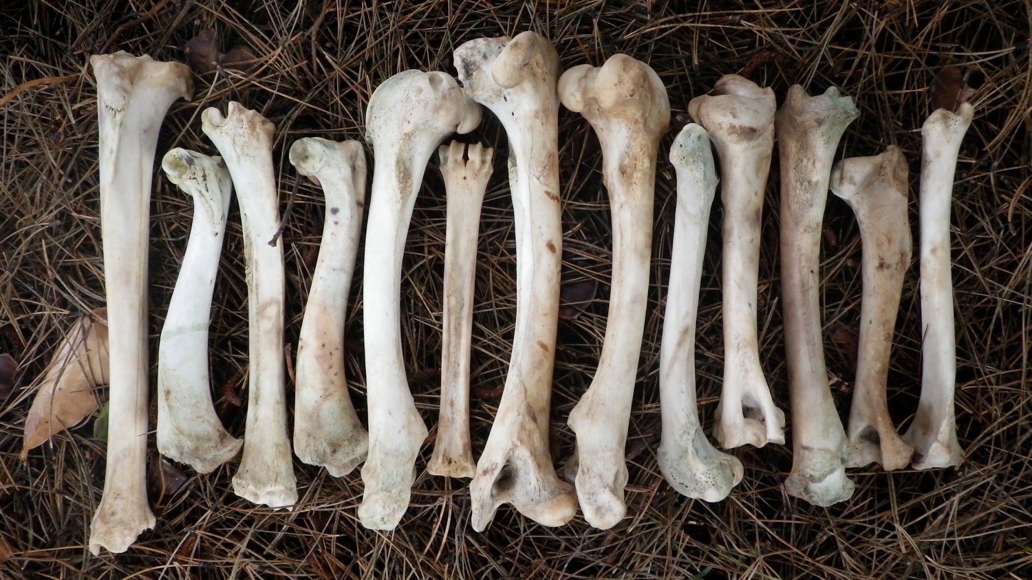 13 Deer Leg Bones Found and Cleaned