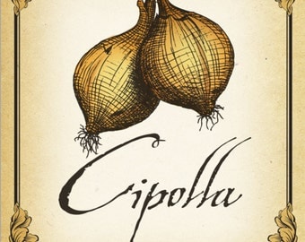 Onion Kitchen Vegetable Large 16" x 20" Canvas-Wrapped Frame: Manga Italiano (Cipolla)