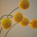 Felted Wool Billy Balls