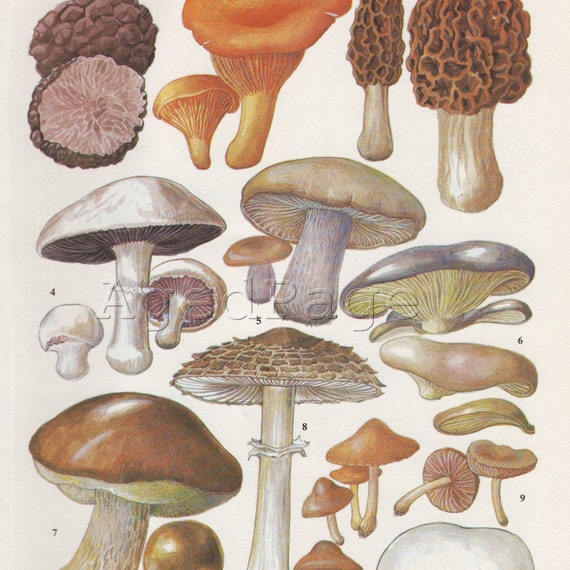 Vintage Botanical Print Mushroom Book Illustration to by AgedPage