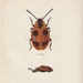 Vintage Insect Print, Beetle, Color Book Illustration to Frame, Endomychus coccineus