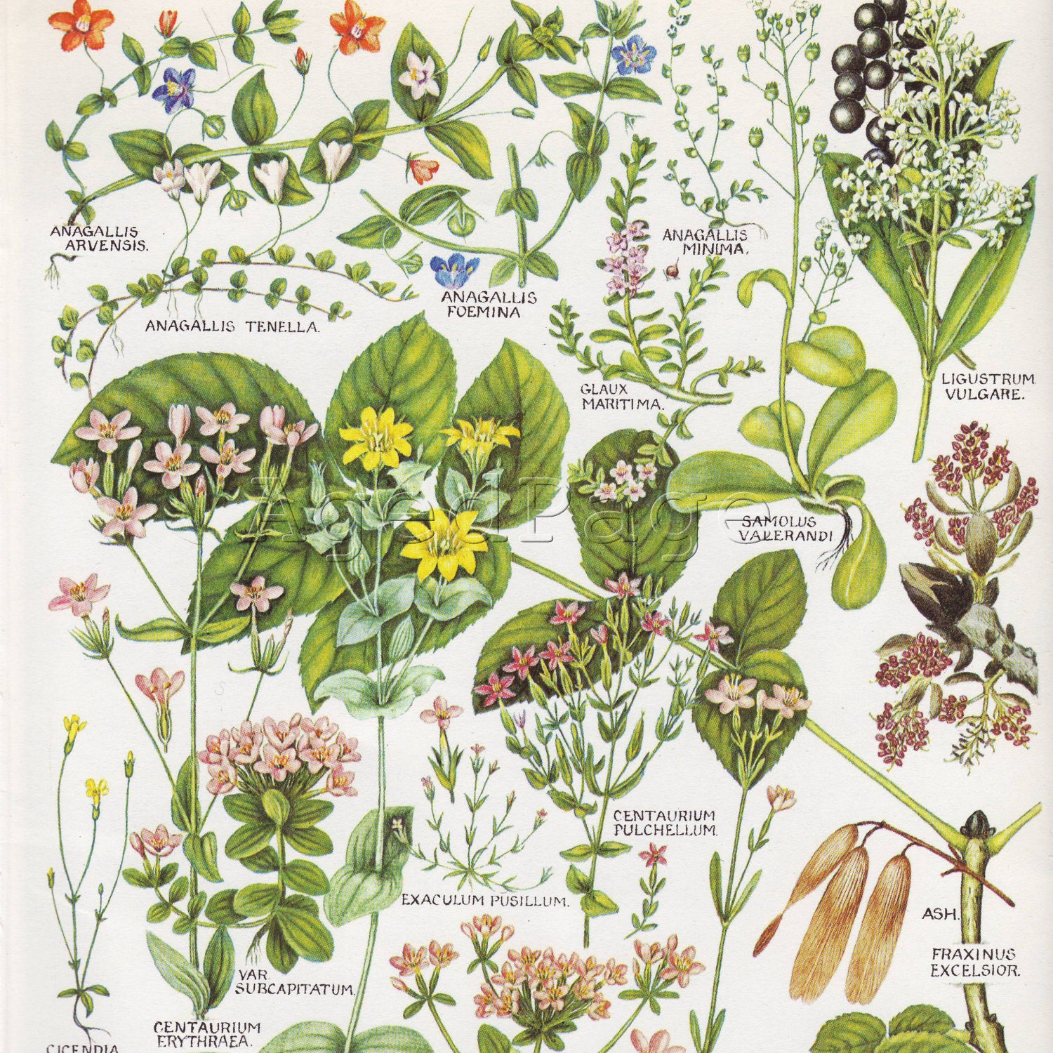Vintage Botanical Print Wildflower Chart Book by AgedPage on Etsy