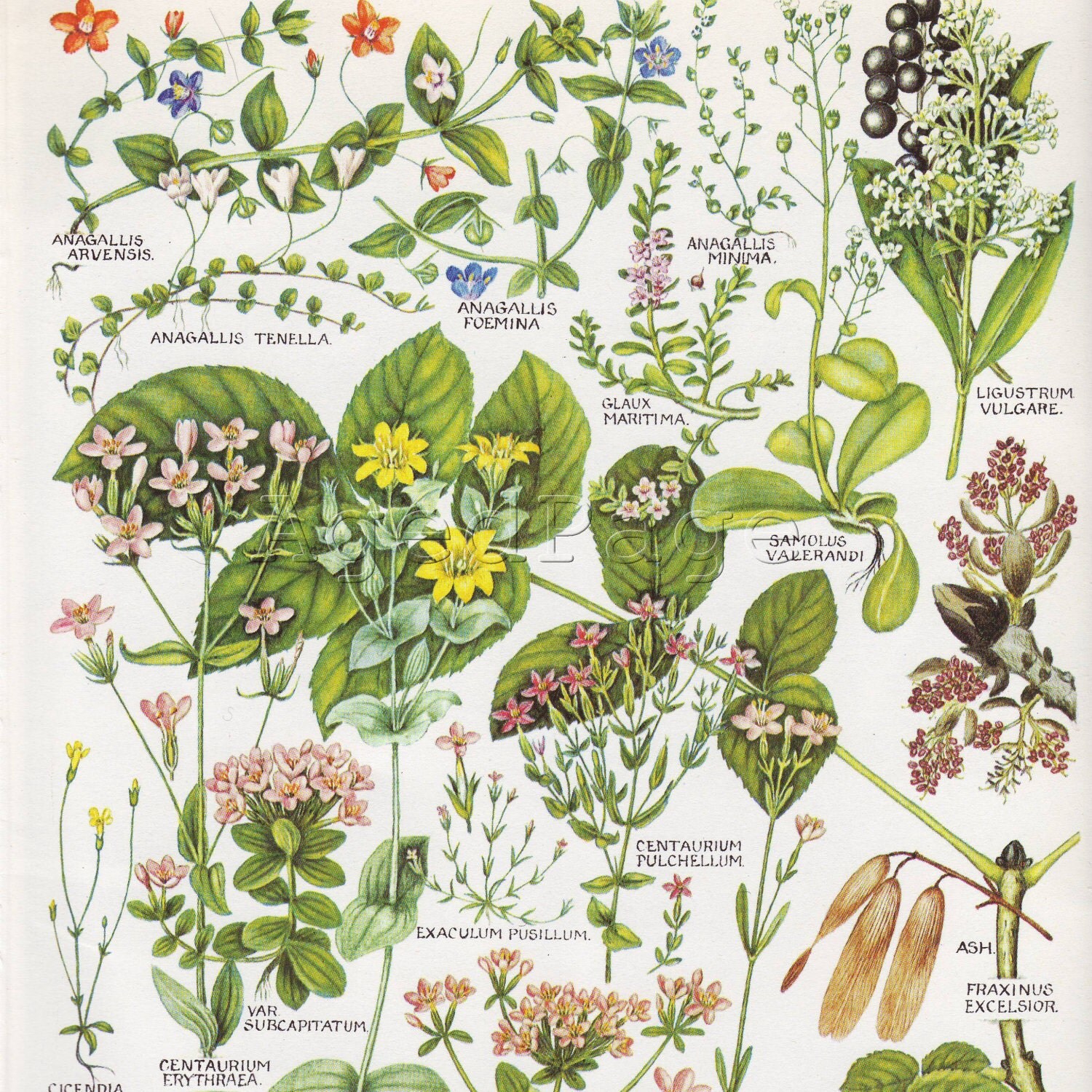 vintage-botanical-print-wildflower-chart-book-by-agedpage-on-etsy