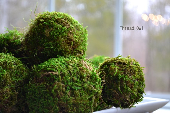 Items similar to Decorative Moss Spheres (Starting at 10.50) - Multiple ...