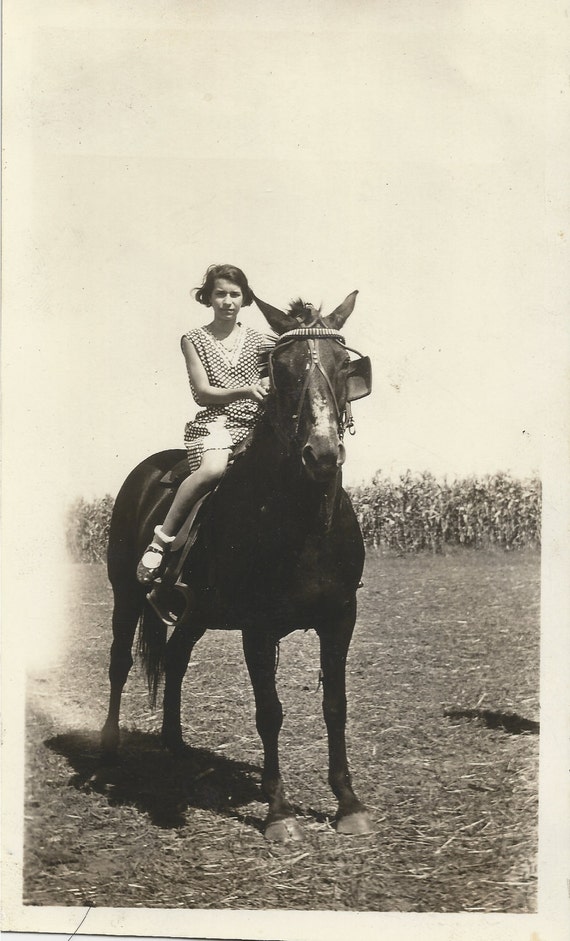 Cornfield Caroline Vintage 1930s Horse Photograph