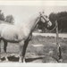 Roadside Attraction - Vintage 1950s Horse Photograph