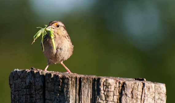 items-similar-to-bird-photograph-bird-eating-grasshopper-art-print