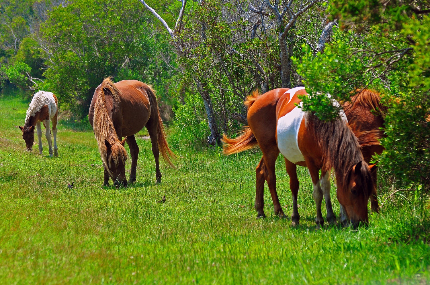 Wild Horses Of Assateague Island Photograph By ApertureWerx