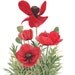 Red Poppy Group Original Watercolor