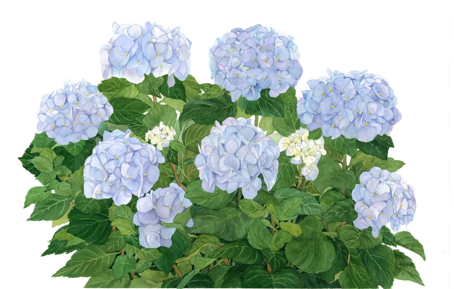 Blue Hydrangeas Watercolor Garden