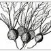 Pink Beets