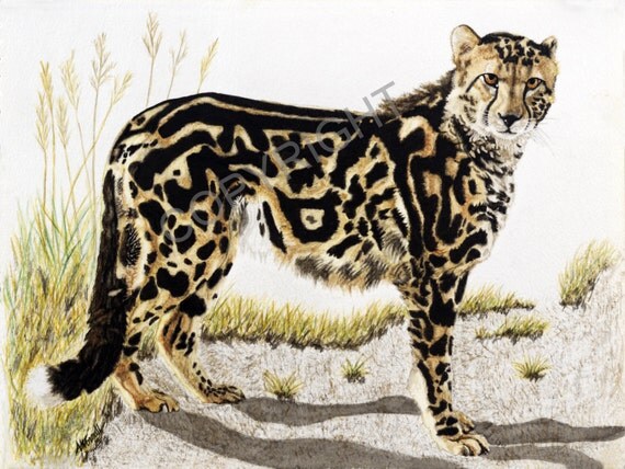 Items similar to King Cheetah Rare Wildlife Art on Etsy