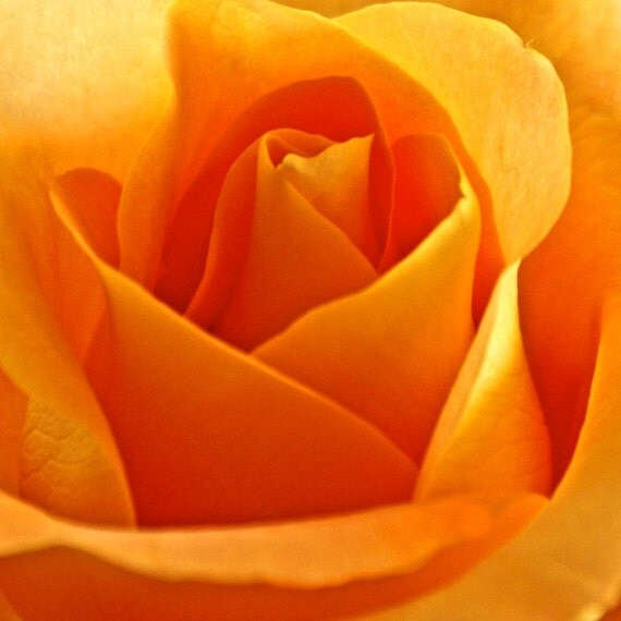 Items similar to Orange Tangerine Rose 4x4 Photography Greeting Card on