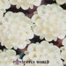 Resin Cabochon - 5pcs - Flower Cabochon - Cream White Flower Cabochon - Cabochon - SW002-1