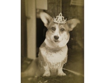 Corgi Photo, British Royal Family, Dog Photograph, Funny Shop Window, Pet Photography, Crown