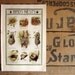 Birds Nest, Vintage Bird Nest Print, Book Plate, 1919 Color Nest Identification Print