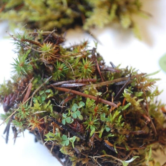 moss specimen live moss pieces: terrarium supplies