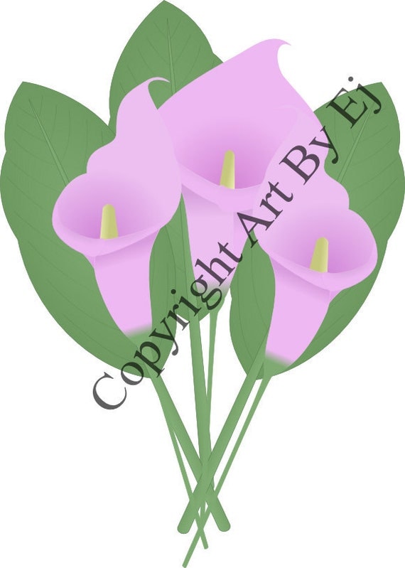clip art calla lily flower - photo #38