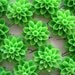 Resin Cabochon Flowers / 10 pcs Resin Dahlia Mum Cabochon / Flat Back Resins 15mm