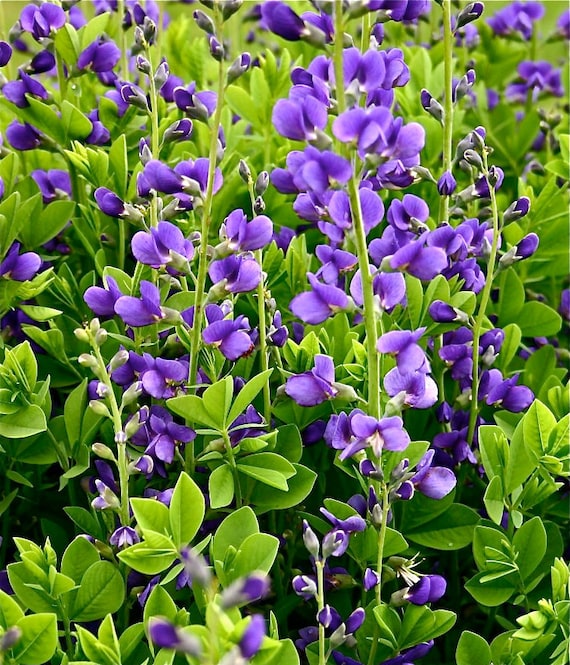 Baptisia australis Blue False Indigo by MizzTizzysWeedsSeeds