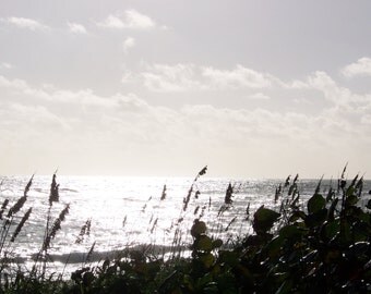 Ocean Print / Sea Oats / Free US Shipping / black and White Print / MVMayoPhotography
