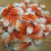 Naturally Shed - Lot of 100 African Gray Parrot Vent 1 1/2" to 2" Red Feathers 527