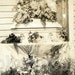Antique Post Mortem Photo: Tiny Infant's Coffin, Funeral Flowers