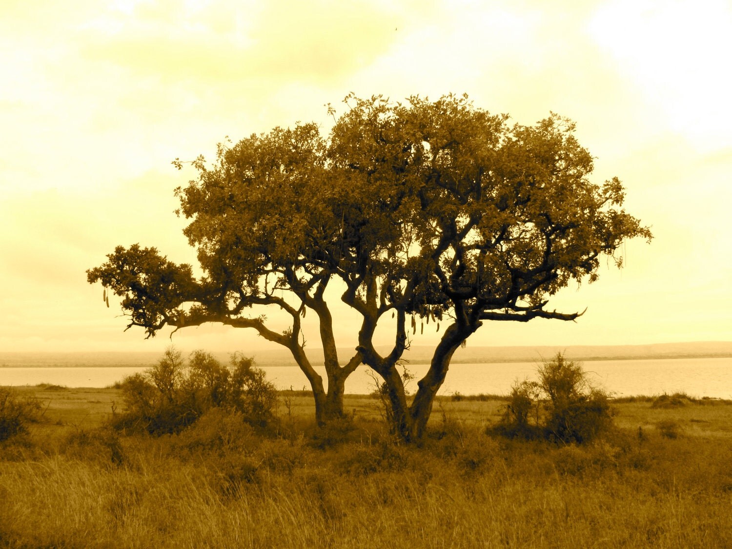 African Tree Uganda