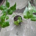 Holly Fern- tropical live house plant
