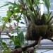 Orchid- Oncidium "Dancing Lady"- live plant