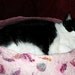 SALE Felted bed for cat