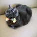 Pet Bow Tie -Yellow w / Polka Dots - Cat or Small Dog Bow Tie - Pet Collar