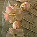 Love Story-Shiojiri Garden Bobbies // Neutral Flower Bobby Pins Set of 6 // Floral and Lace Hair Accessories