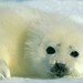 fatseal